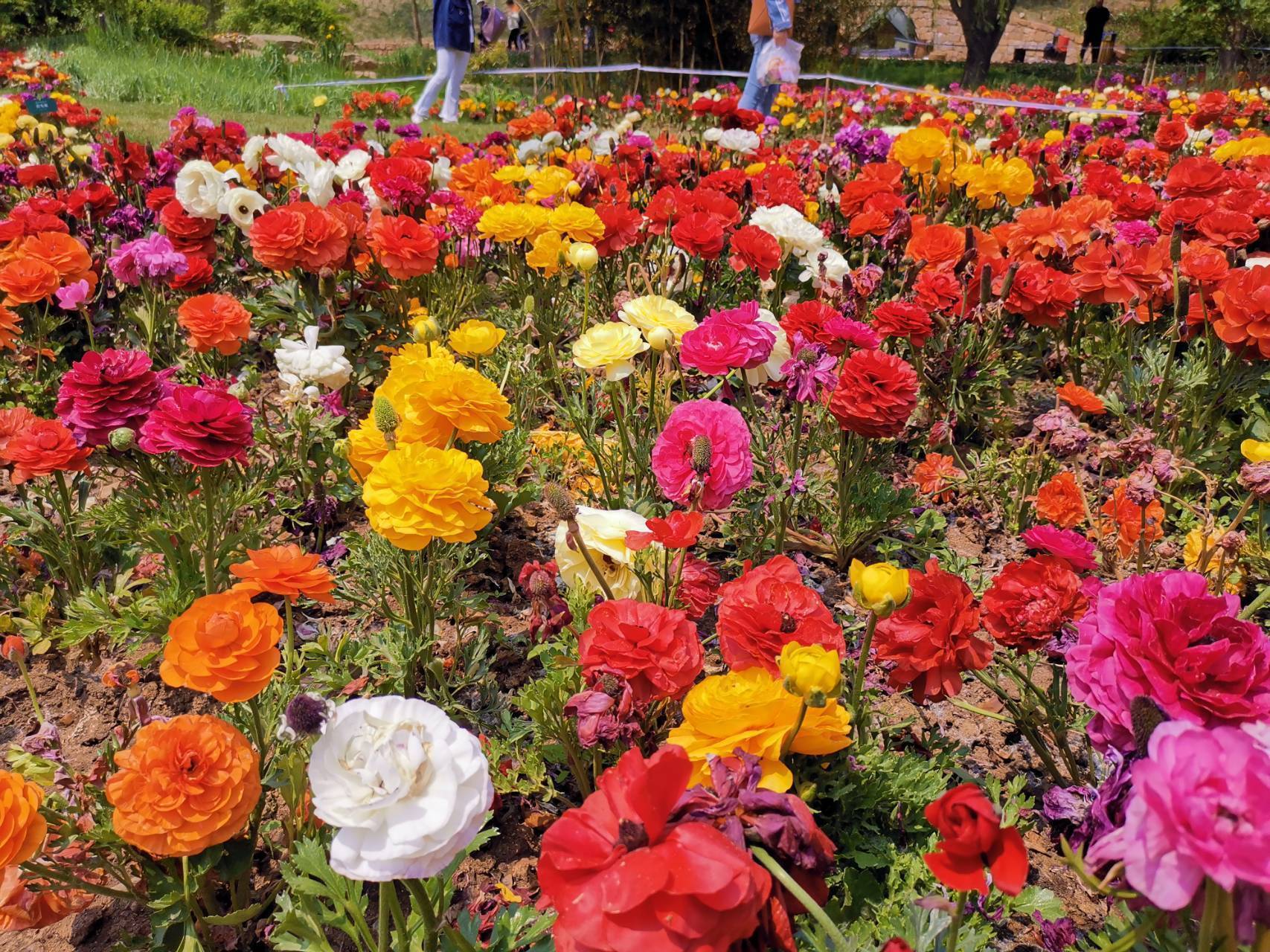 高贵|此花玲珑秀美,优雅动人,给人一种迷人的感觉,象征着典雅和高贵