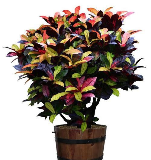  看上去|花生用途多又广！用来养花效果好，花蹿个叶子亮，看上去真不错！