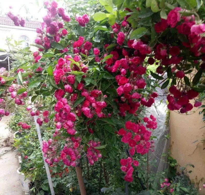 7种花要慎养,房前屋后都爬满,邻居有意见!