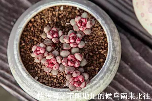 60种多肉图鉴及养护要点，1分钟学会，超全超实用！