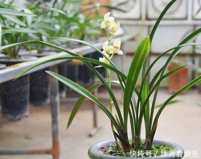 叶子|兰花移栽、换盆就死掉学会3招,养一盆活一盆,叶子飘逸花箭多