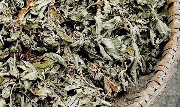 地头|田间地头没人要的野草,却是腰间盘突出的“救命草”,三天起效