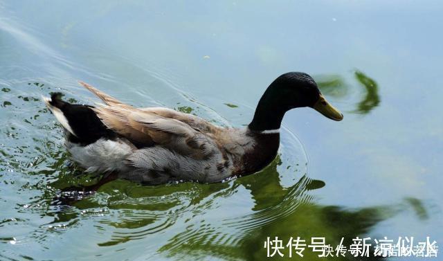 惠崇!苏轼很有名气的一首诗,处处都生机盎然,尤其前2句成千古名句!