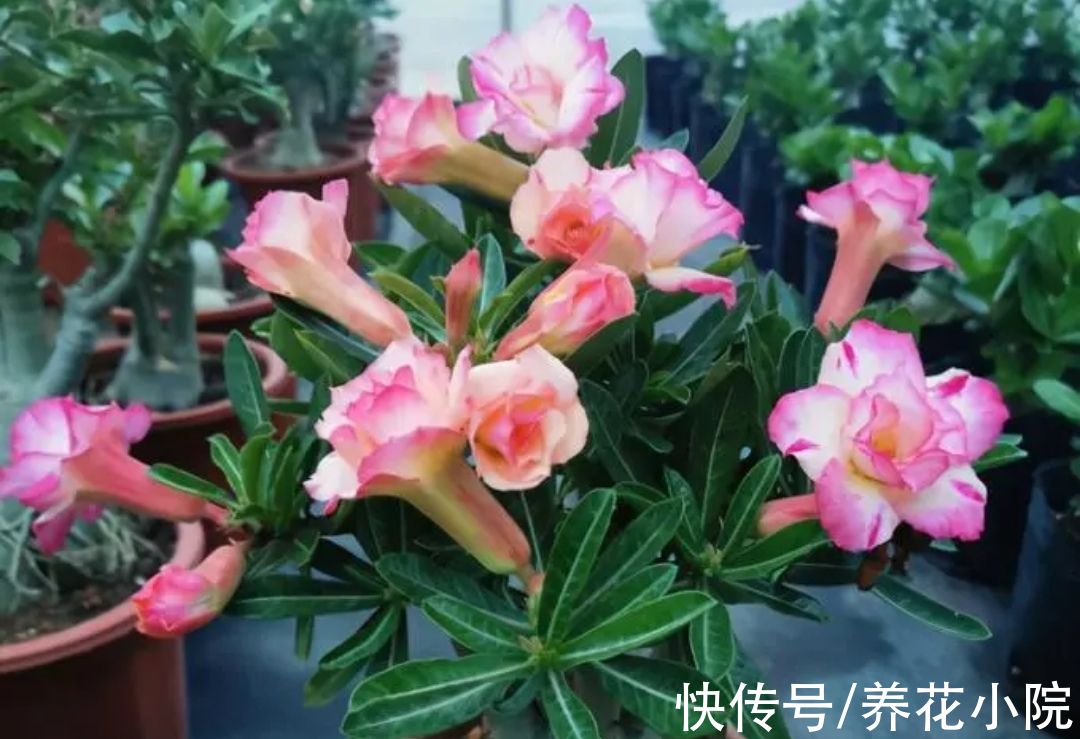 6种喜阳光的花，春天多搬出来晒太阳，长得旺开花多