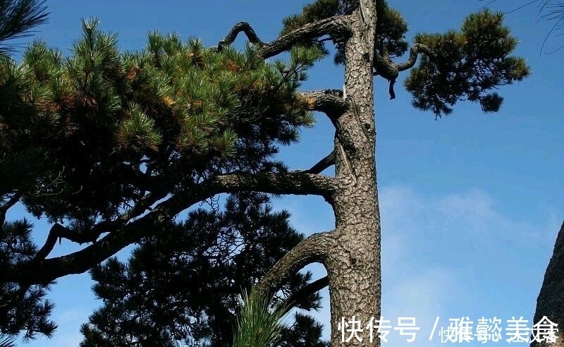 诗作|十首隐士古诗词:香风不动松花老,白云遍地无人扫