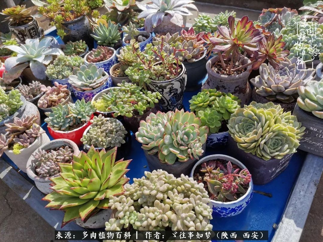 愿你付出甘之如饴,愿你所得归于欢喜!