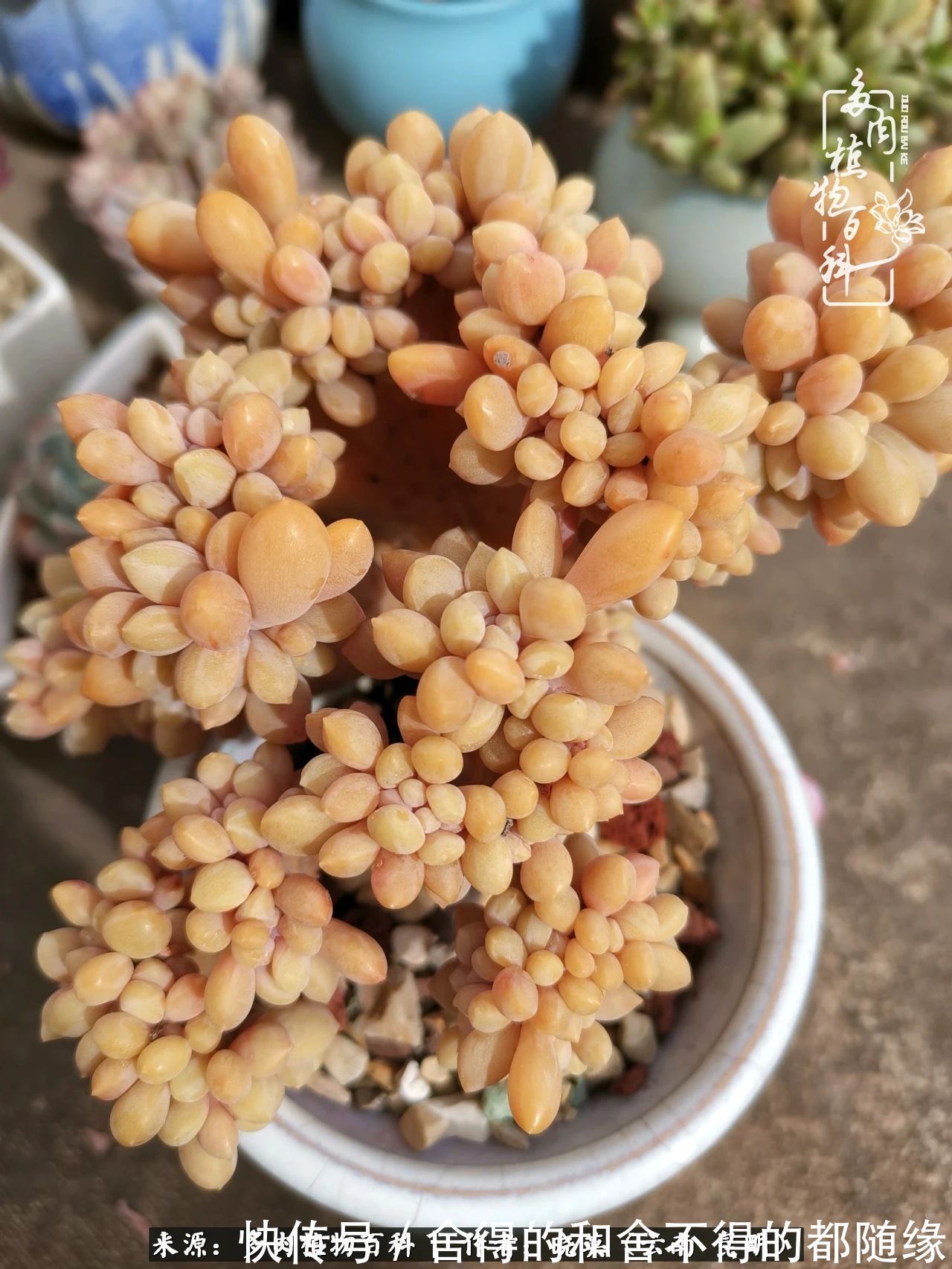 生活的本质就是爱,喜悦,和平!养多肉的快乐是金钱买不到的!