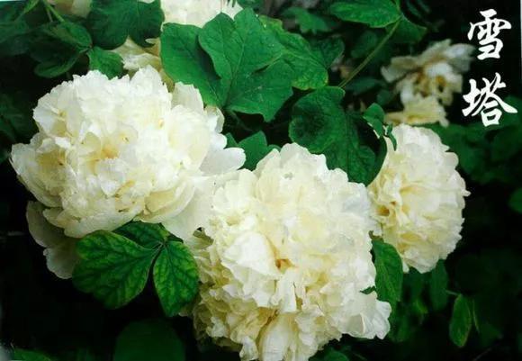 喜欢牡丹花,却一不小心买到芍药!附牡丹花品种图鉴大全