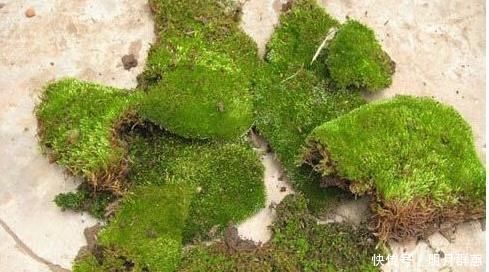 苔藓|路边常见的“它”,挖一块铺花盆里,不花一分钱,15天后收获惊喜