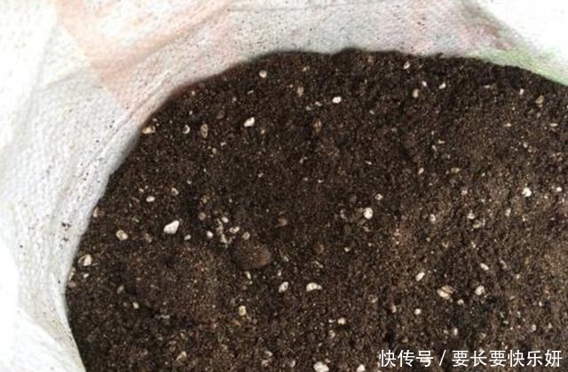 扦插月季只长新叶不长根2种处理方法,提高成活率!