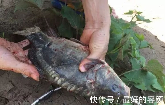 钓鱼|小伙钓鱼发现鱼不对，仔细一看鱼身没有鳞，吓得后背冒汗直接放生