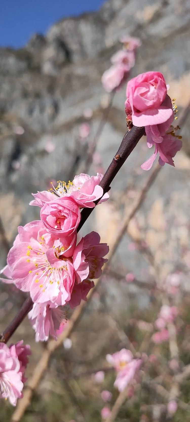 指南村|登顶东川小牯牛山——慈悲殿