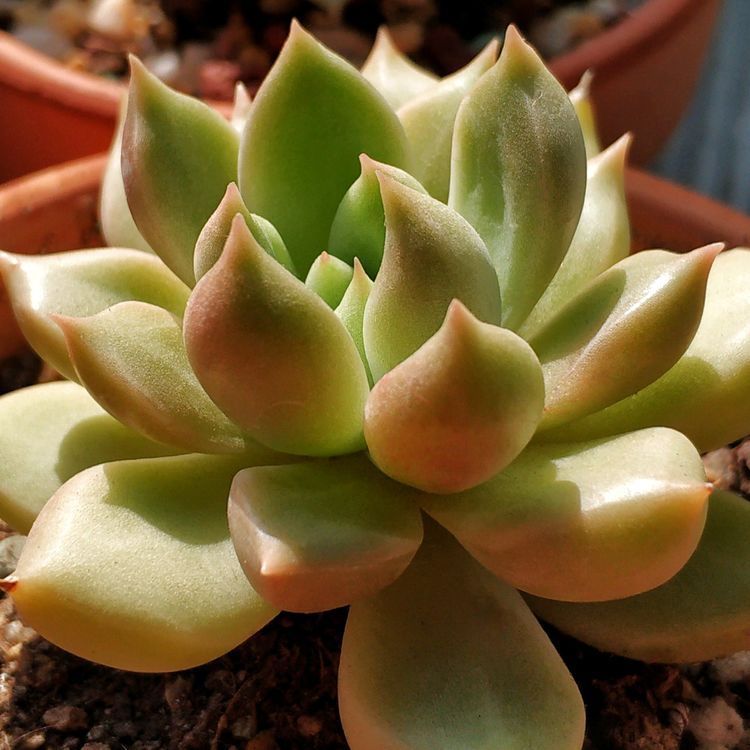 成长|与多肉一起走过的日子，见证多肉的成长过程！