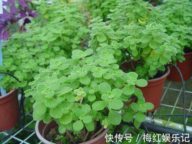 碰碰香|能“养人”的四种花,好养不怕热,可凉拌可泡茶,还能驱蚊子