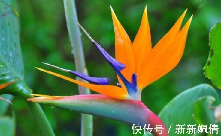 4种花是爆盆能手,开起花来“拦”不住,家里养一盆,招财又纳福