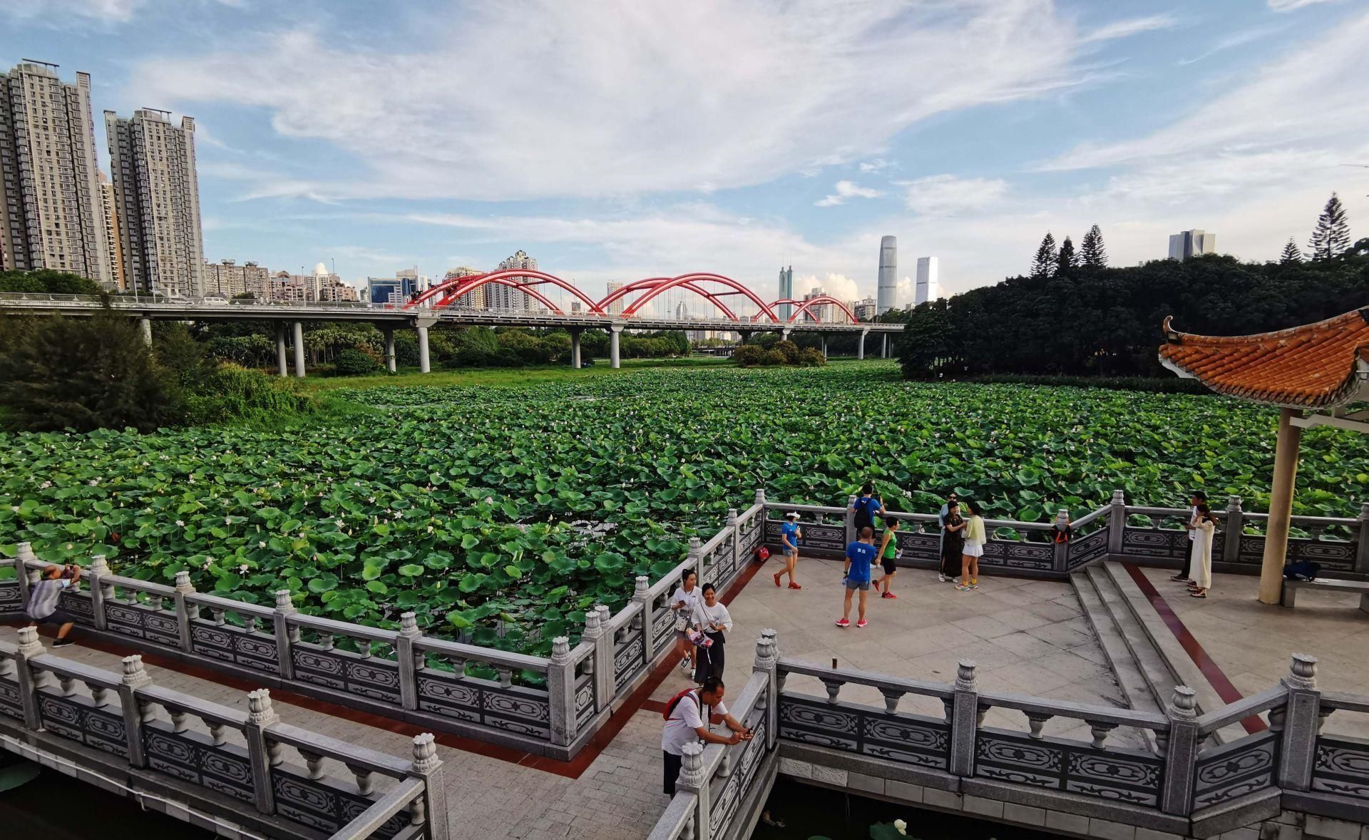 邱海彬|又逢洪湖公园荷花飘香时