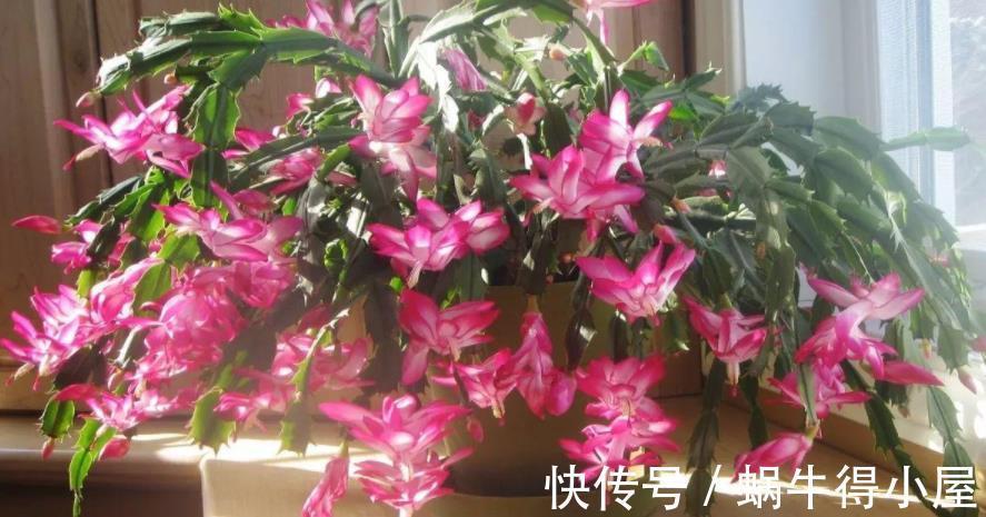 花友|蟹爪兰如何分株、养护防虫害等，该篇文章全部讲透，值得收藏