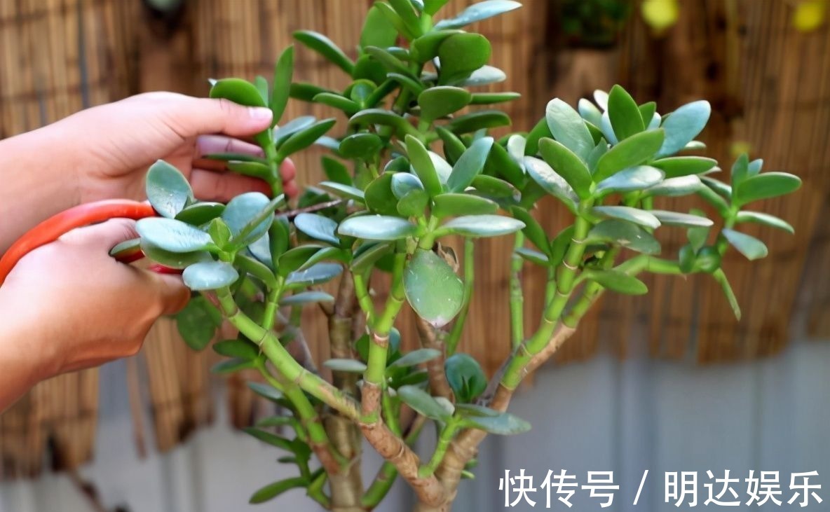 修剪|如果养着这7种花，温度高及时“打顶”，这样才能枝繁叶茂