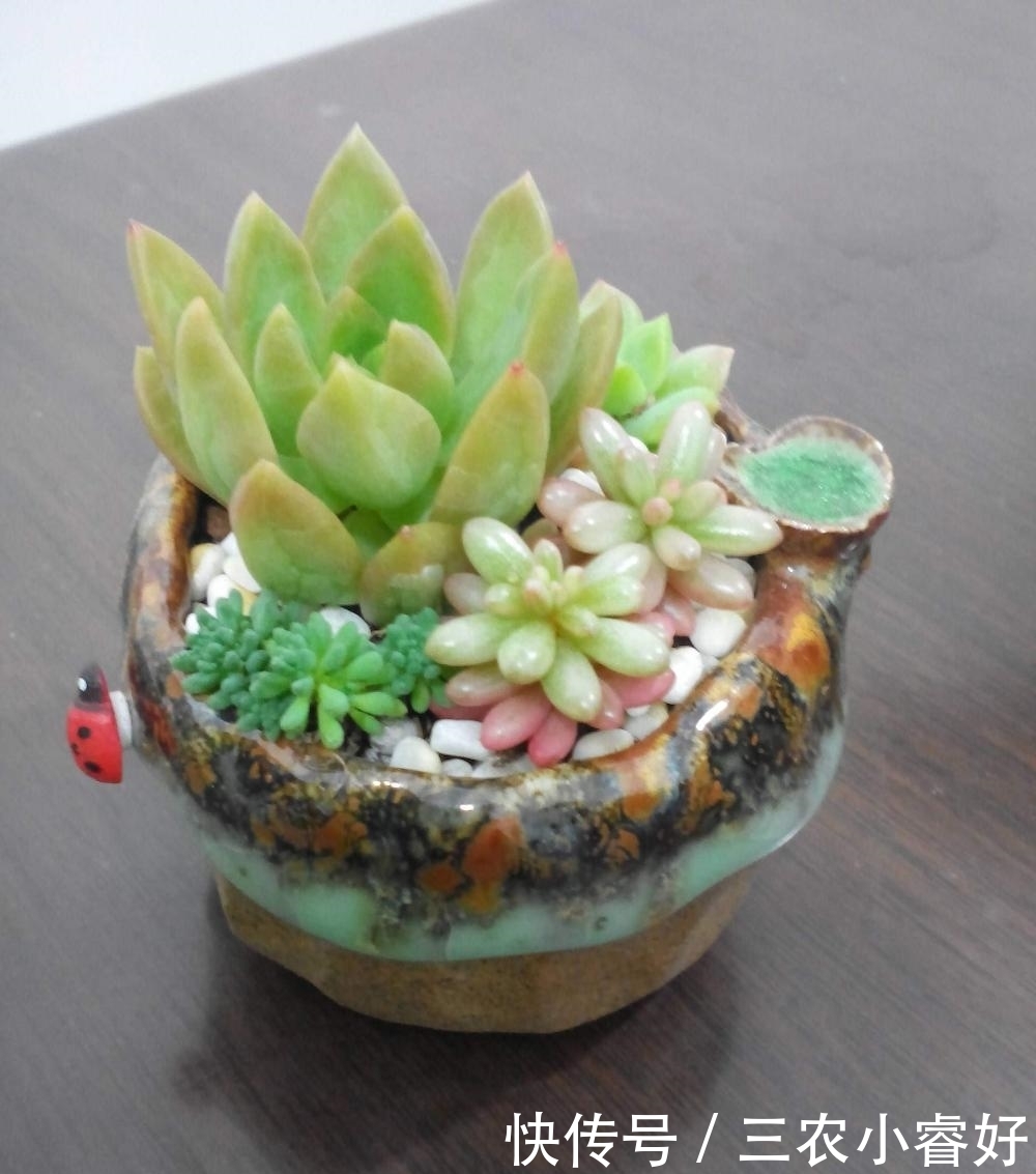 多肉|多肉植物种植技巧