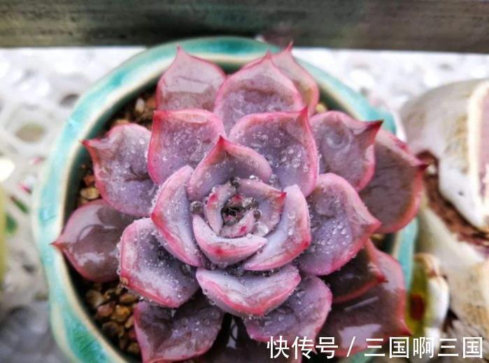 10种适合新手的多肉,生命力顽强,一年到头都有好状态,真美