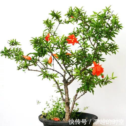 台友们|你家盆景石榴不开花、不结果别急,一把剪刀就能解决!