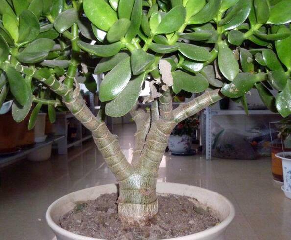 大爷养玉树,最爱做“3件事”,玉树开花,长成“老桩”壮如松