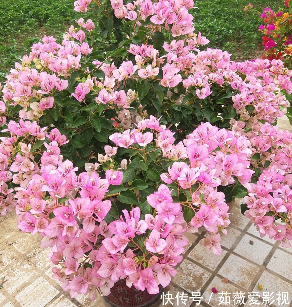 浇水|它们是“耐旱花”,盆栽1、2个月浇水1次,轻松花开满树