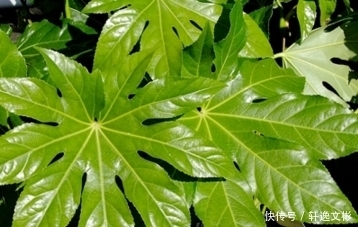 農(nóng)村山溝這4種野生植物，掌握3種是農(nóng)村人，全認識是學醫(yī)的！