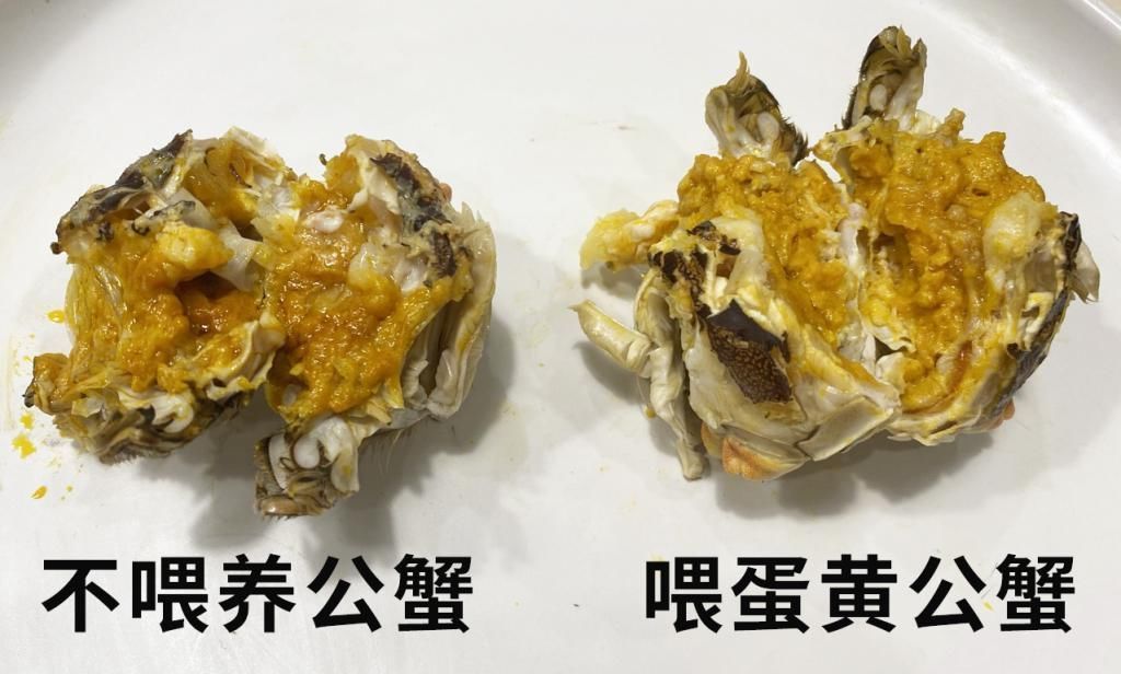 螃蟹死了为啥不能吃怎么让大闸蟹别那么快死掉