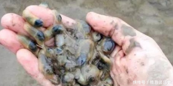 耽误|被名字“耽误”的四种海鲜,听名字被人嫌弃,吃过之后都“黑转粉”!