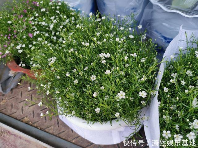 阳台养盆“娇气花”,一盆开花1000朵,枝体最娇弱,开花却最多