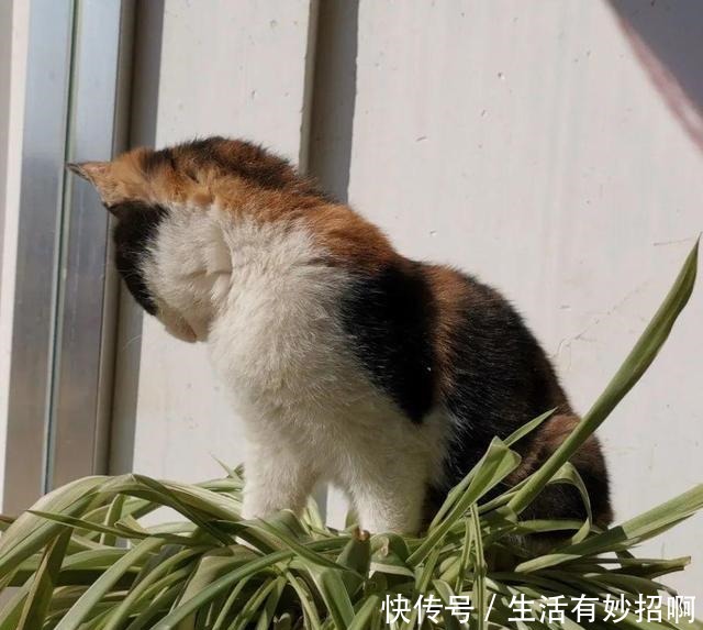 10种花,春天不能晒,躲屋里最安全!10种花,春天不能晒,躲屋里最安全!