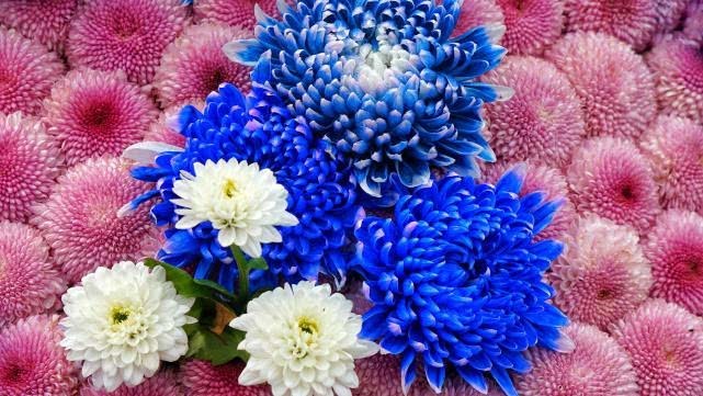 猪肘肉|此物被称为“药中圣贤”,平肝明目美发,治疗高血压头晕失眠