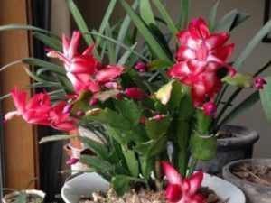 别再花钱买花肥,家家都有的1种垃圾,用来养花,养啥花都旺