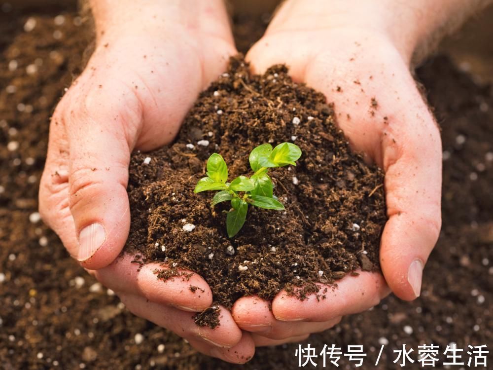 养花的“旧土”这样处理,秒变新的营养土,养啥都旺!