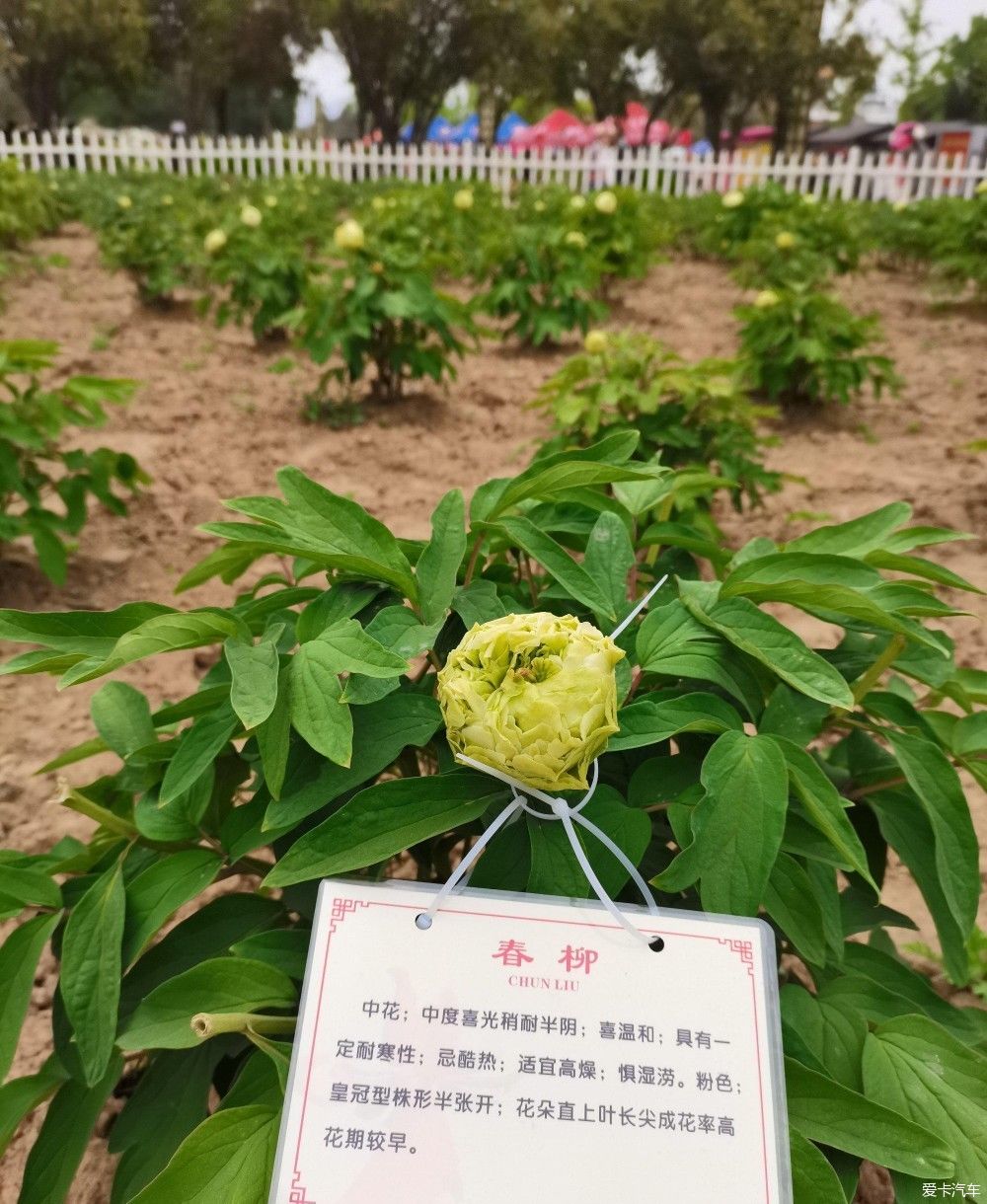 花开时节动京城，唯有牡丹真国色