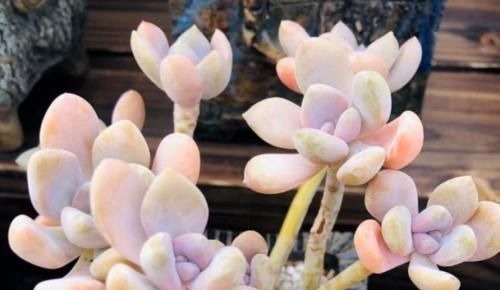 多肉冬美人特好养,掰一枝插小盆里胖乎乎很可爱,插大盆里则能轻松爆盆