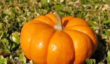 金冬瓜|经常吃南瓜,5大好处找上门,别低估了南瓜对人体的重要性!