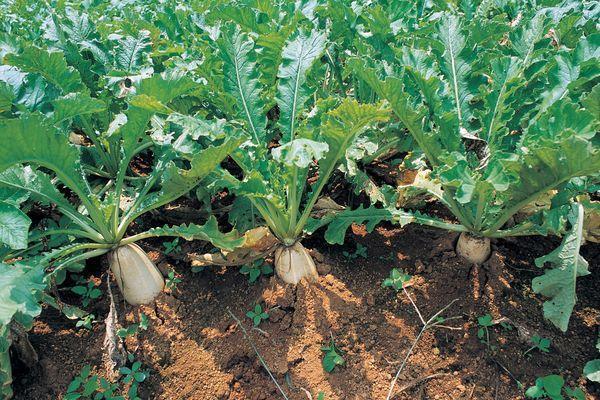 白萝卜|冬吃萝卜身体好，但这三种人尽量还是少吃，许多人还不清楚