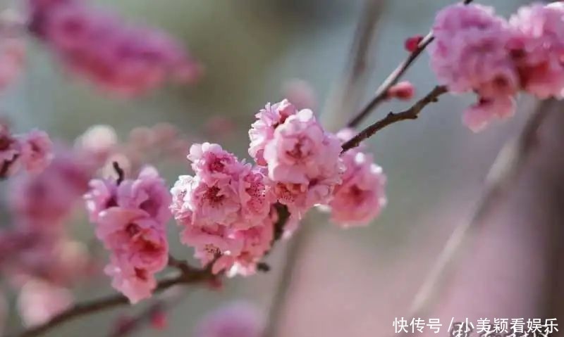 一条街|春城春意浓，西山区赏花正当时