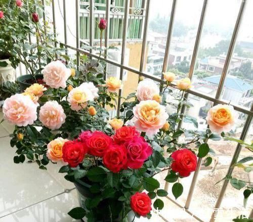 养花要“心狠”,这种枝条,见一根剪一根,开花翻十几倍