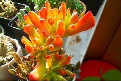 这种“植物”是懒人的最爱,有阳光就能爆盆,好养的不得了