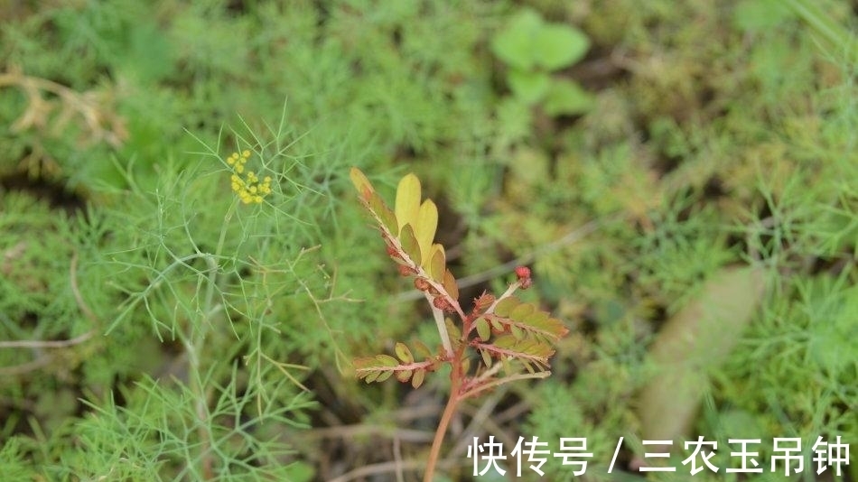 神农尝百草|农村田边一种野草，农民当成杂草除掉，殊不知是珍贵的“龙珠草”