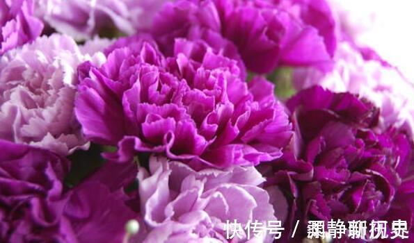 母亲的爱|家中有老人养“它”花语温馨与慈祥,开花颜色特殊,花叶俱美