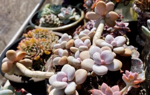 多肉在什么情况下需要浸盆？怎样浸盆才是正确的操作方式？