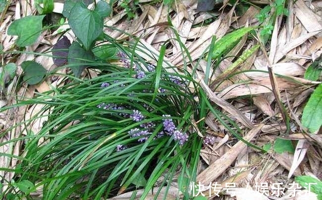 养神芝#这植物，被鬼谷子誉为“养神芝”，是安神润肺的良药，遇到别错过