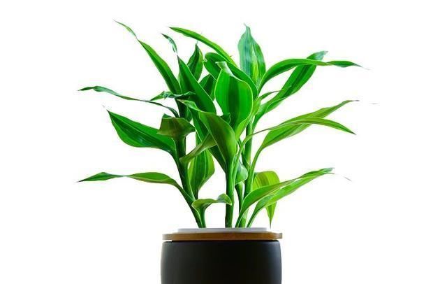 家中绿植总黄叶注意避开这些摆放“雷区”