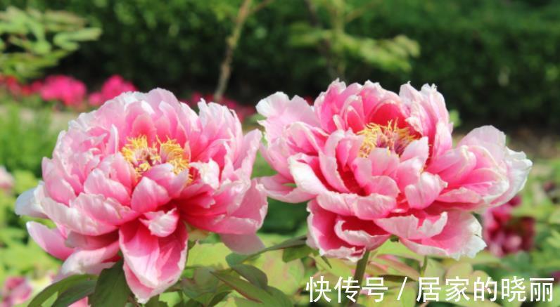 栽种|秋季正适合入手牡丹,这么栽种,年年复花,开花量比往年更胜