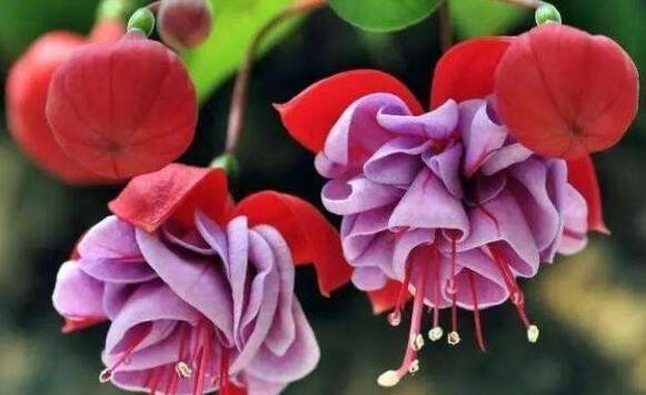 适合秋天养护的花卉,花期长颜值高,晒晒太阳开花一茬又一茬