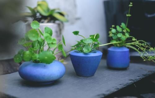 富贵竹|这4种花变得半死不活,剪2刀,30天后还你一盆健康的盆栽